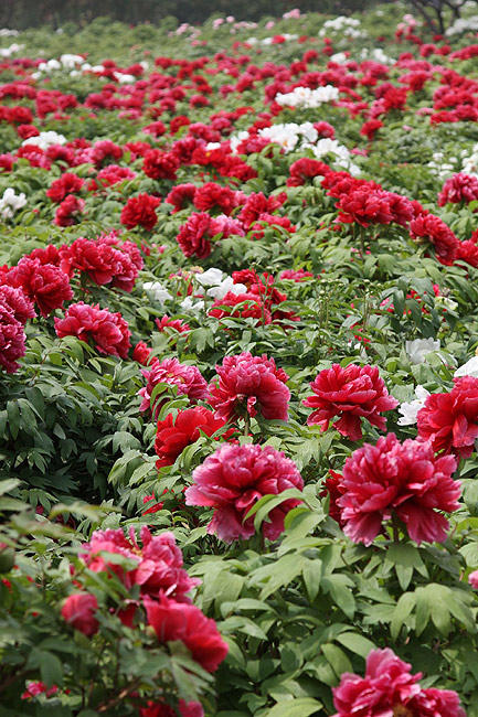 Лоян, Лоянский Международный Сад Пионов (Luoyang, Luoyang International Peony Garden)