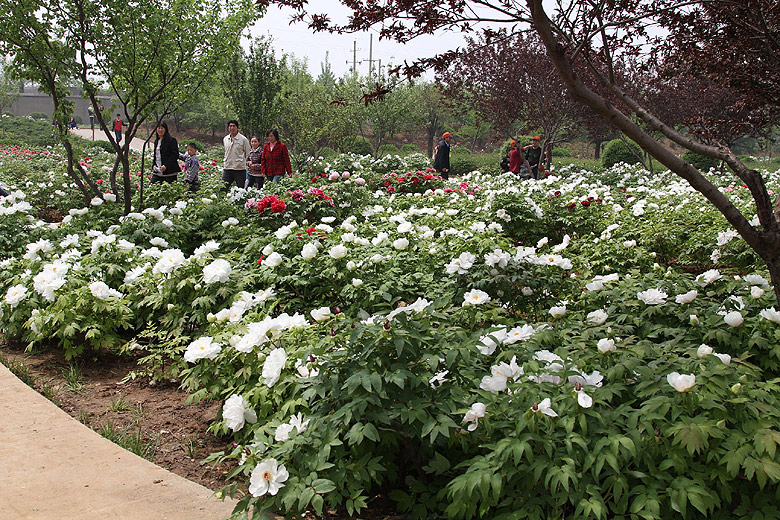 Лоян, Лоянский Международный Сад Пионов (Luoyang, Luoyang International Peony Garden)