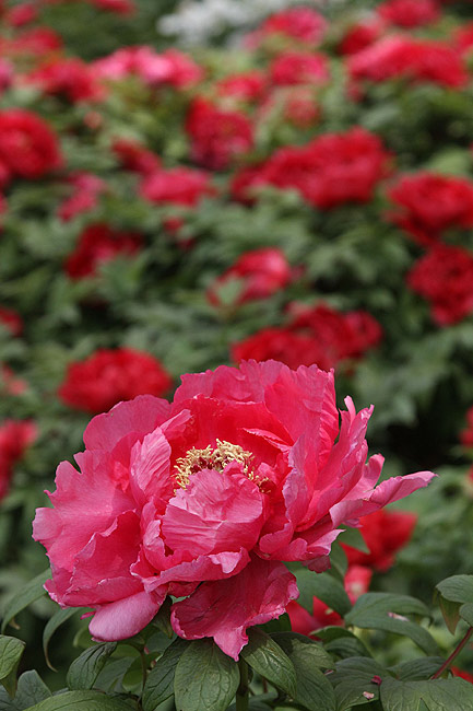 Лоян, Лоянский Международный Сад Пионов (Luoyang, Luoyang International Peony Garden)