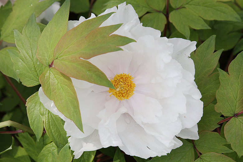 Лоян, Лоянский Международный Сад Пионов (Luoyang, Luoyang International Peony Garden)