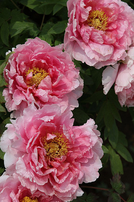 Лоян, Лоянский Международный Сад Пионов (Luoyang, Luoyang International Peony Garden)