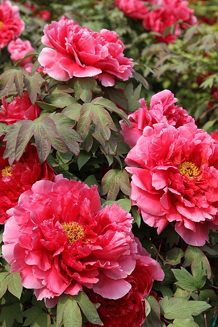 Лоян, Лоянский Международный Сад Пионов (Luoyang, Luoyang International Peony Garden)