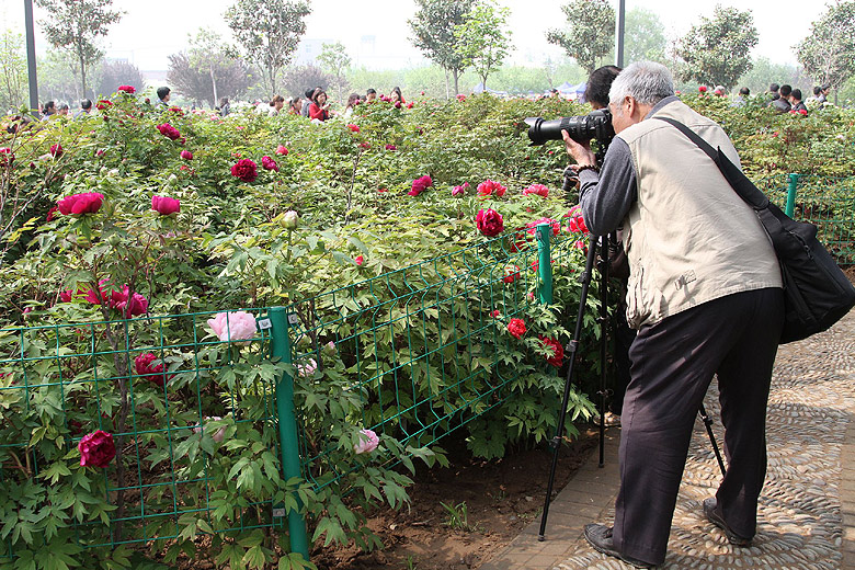 Лоян, Лоянский Международный Сад Пионов (Luoyang, Luoyang International Peony Garden)