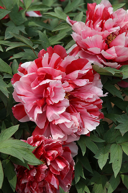 Лоян, Лоянский Международный Сад Пионов (Luoyang, Luoyang International Peony Garden)