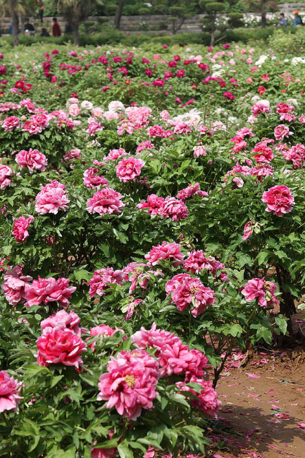 Лоян, Национальный Сад Пионов (Luoyang, Luoyang National Peony Garden)