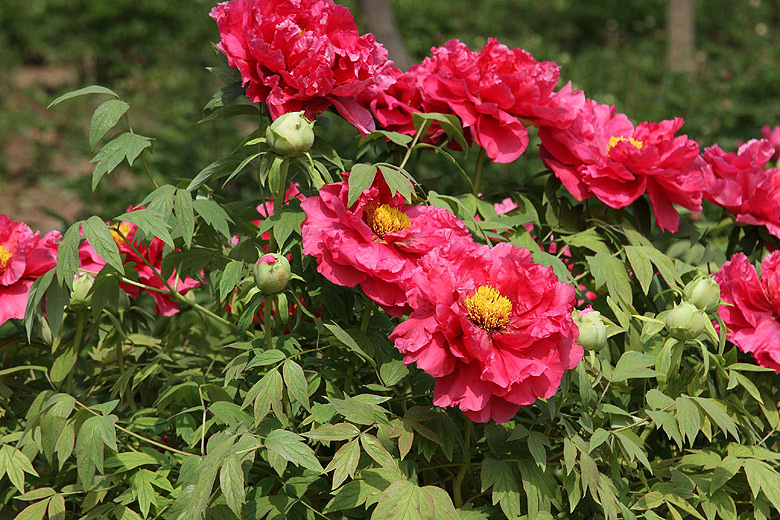 Лоян, Национальный Сад Пионов (Luoyang, Luoyang National Peony Garden)