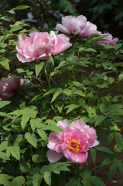 Лоян, Национальный Сад Пионов (Luoyang, Luoyang National Peony Garden)