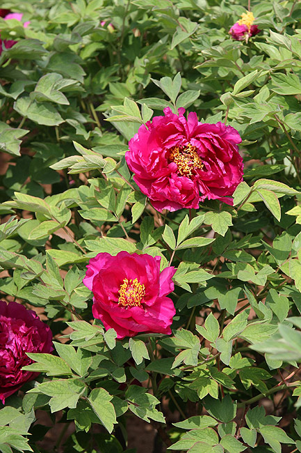Лоян, Национальный Сад Пионов (Luoyang, Luoyang National Peony Garden)