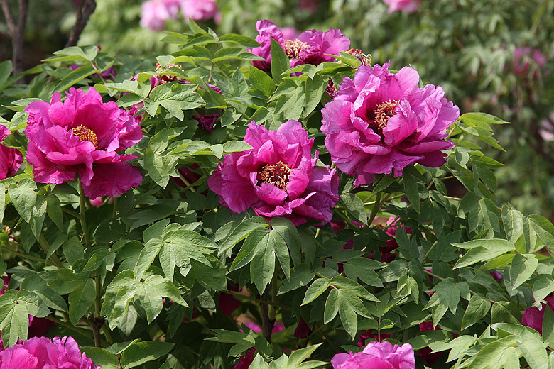 Лоян, Национальный Сад Пионов (Luoyang, Luoyang National Peony Garden)