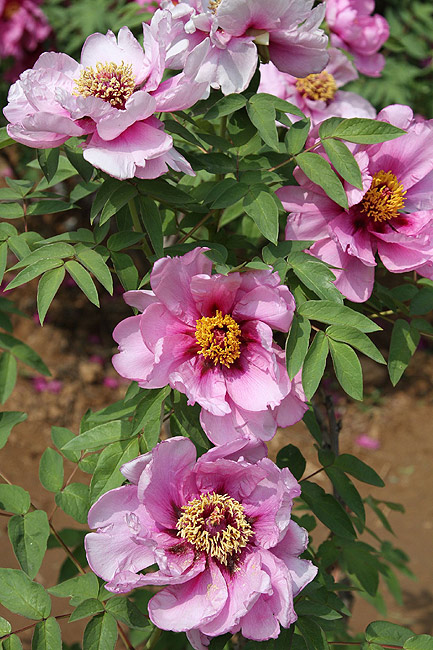 Лоян, Национальный Сад Пионов (Luoyang, Luoyang National Peony Garden)