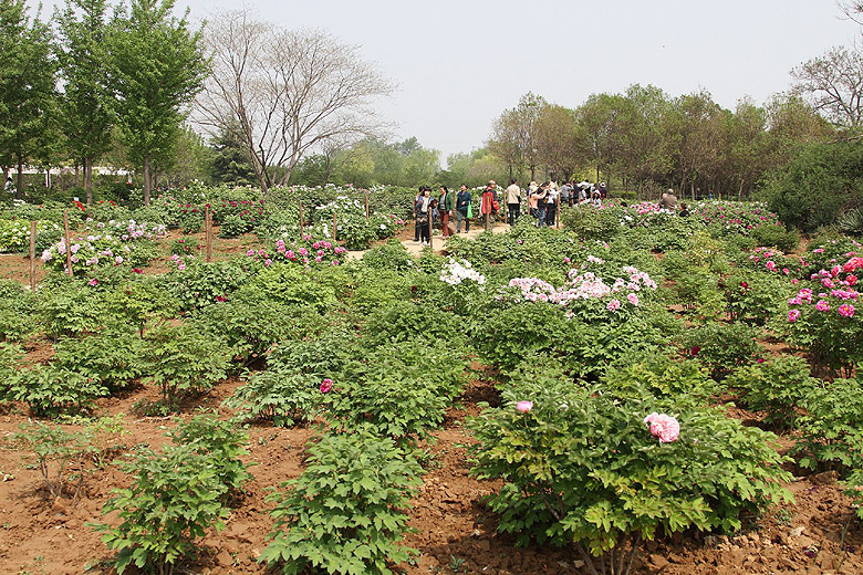 Лоян, Национальный Сад Пионов (Luoyang, Luoyang National Peony Garden)