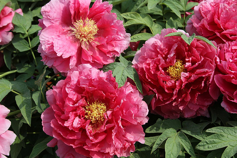 Лоян, Национальный Сад Пионов (Luoyang, Luoyang National Peony Garden)