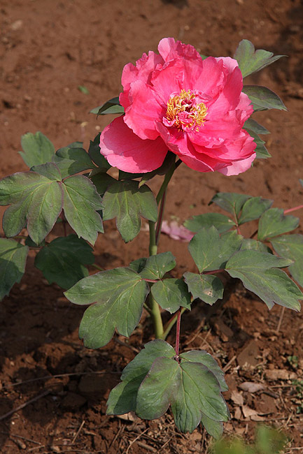 Лоян, Национальный Сад Пионов (Luoyang, Luoyang National Peony Garden)