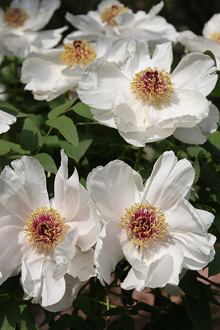 Лоян, Национальный Сад Пионов (Luoyang, Luoyang National Peony Garden)