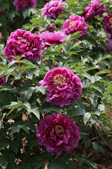 Лоян, Национальный Сад Пионов (Luoyang, Luoyang National Peony Garden)