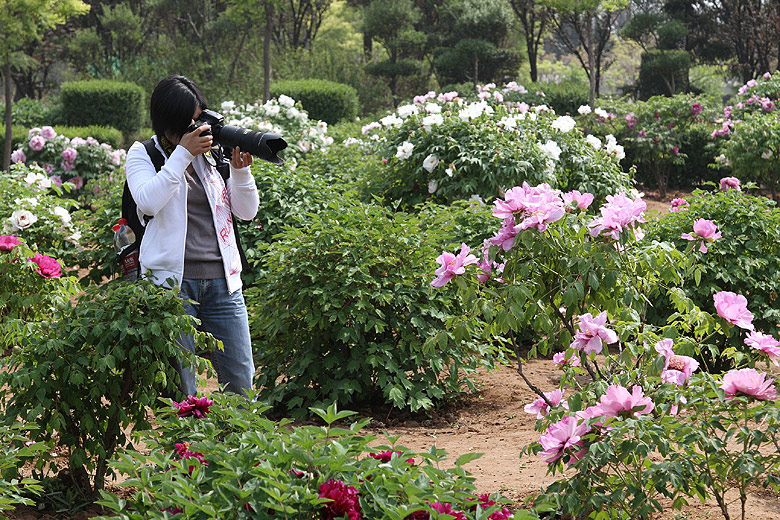 Лоян, Национальный Сад Пионов (Luoyang, Luoyang National Peony Garden)