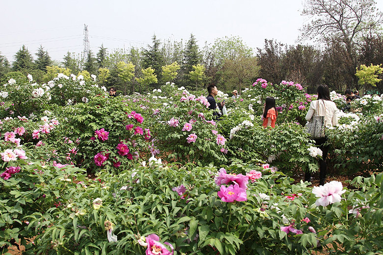 Лоян, Национальный Сад Пионов (Luoyang, Luoyang National Peony Garden)