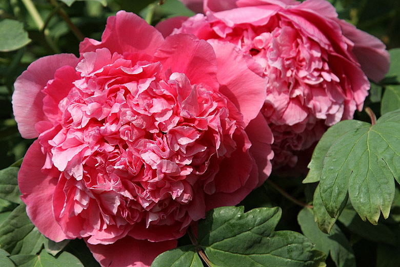 Лоян, Национальный Сад Пионов (Luoyang, Luoyang National Peony Garden)
