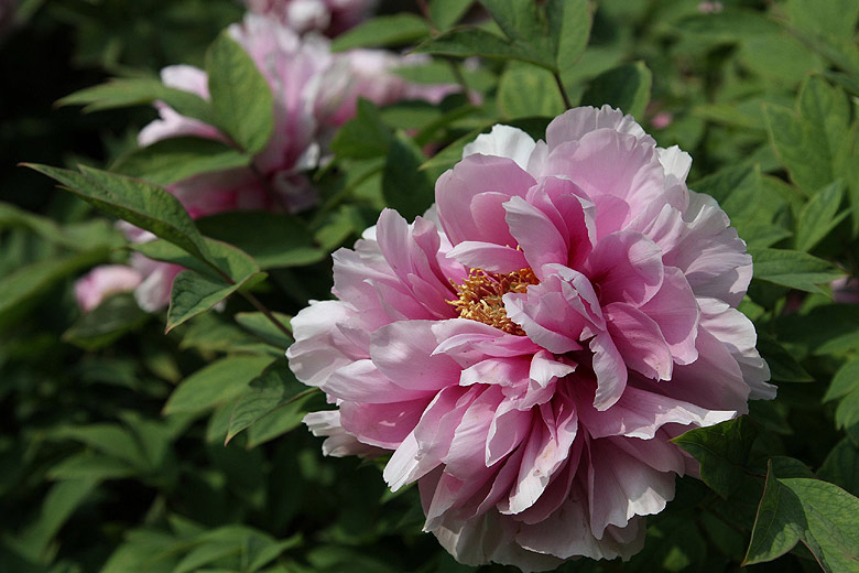 Лоян, Национальный Сад Пионов (Luoyang, Luoyang National Peony Garden)