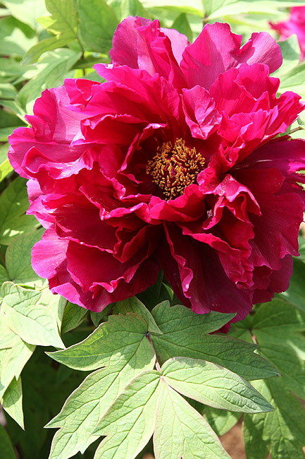 Лоян, Национальный Сад Пионов (Luoyang, Luoyang National Peony Garden)