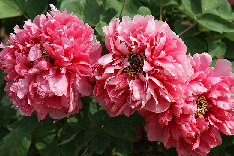 Лоян, Национальный Сад Пионов (Luoyang, Luoyang National Peony Garden)