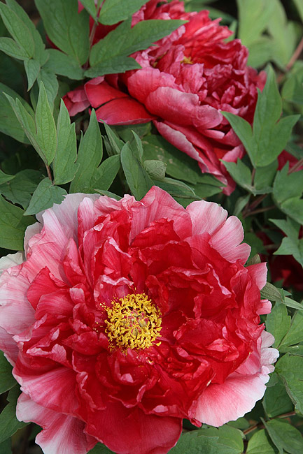 Лоян, Национальный Сад Пионов (Luoyang, Luoyang National Peony Garden)