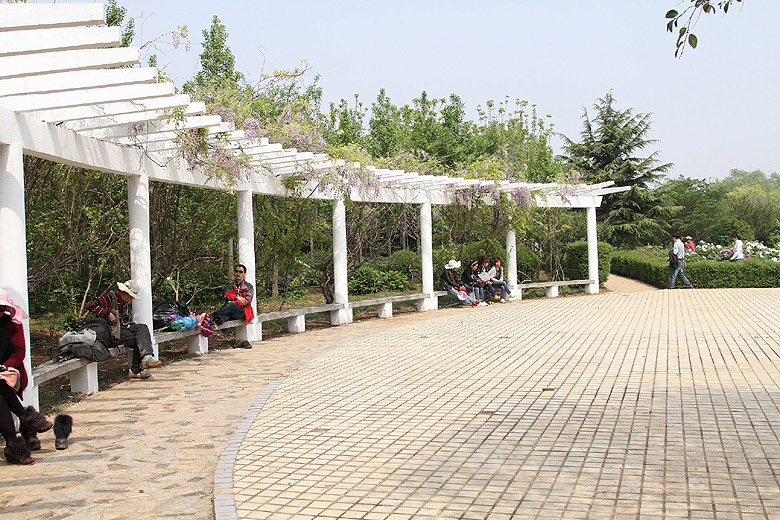 Лоян, Национальный Сад Пионов (Luoyang, Luoyang National Peony Garden)