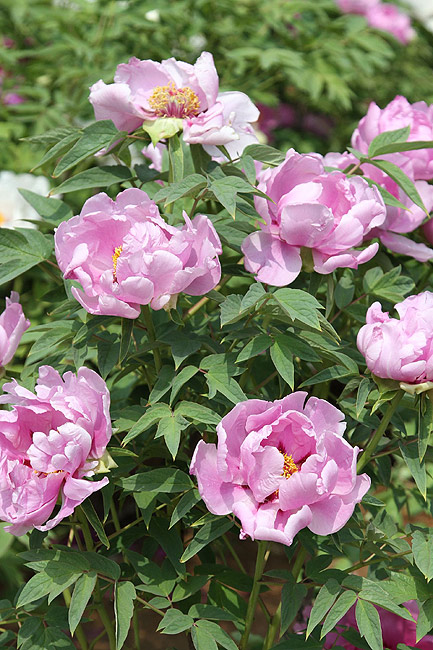 Лоян, Национальный Сад Пионов (Luoyang, Luoyang National Peony Garden)