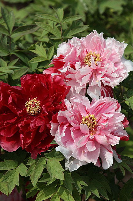 Лоян, Национальный Сад Пионов (Luoyang, Luoyang National Peony Garden)
