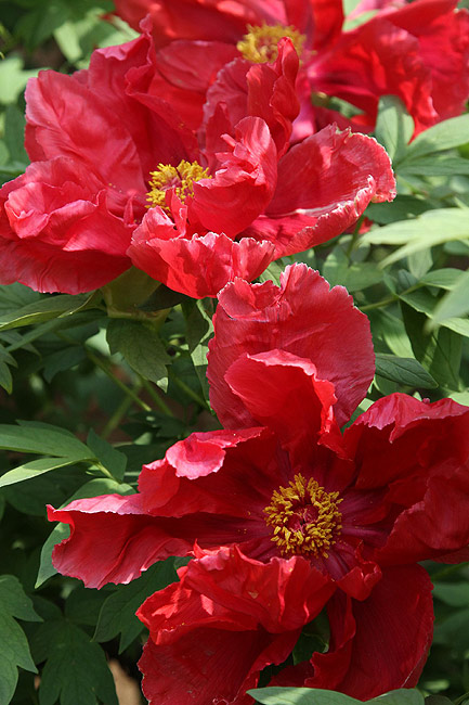 Лоян, Национальный Сад Пионов (Luoyang, Luoyang National Peony Garden)