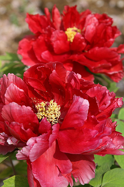 Лоян, Национальный Сад Пионов (Luoyang, Luoyang National Peony Garden)