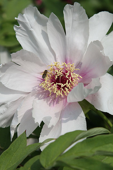 Лоян, Национальный Сад Пионов (Luoyang, Luoyang National Peony Garden)