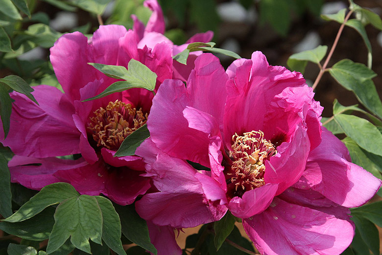 Лоян, Национальный Сад Пионов (Luoyang, Luoyang National Peony Garden)