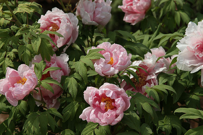 Лоян, Национальный Сад Пионов (Luoyang, Luoyang National Peony Garden)