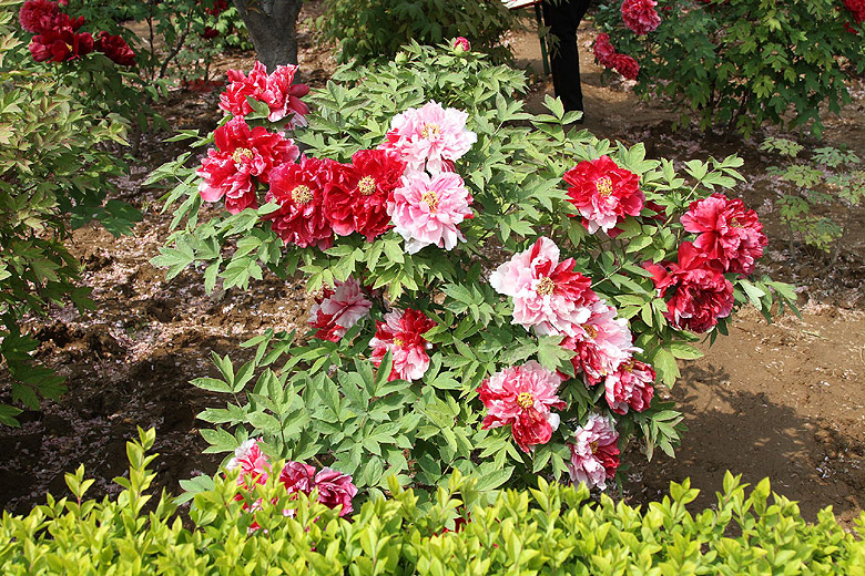 Лоян, Национальный Сад Пионов (Luoyang, Luoyang National Peony Garden)