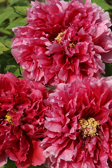 Лоян, Национальный Сад Пионов (Luoyang, Luoyang National Peony Garden)