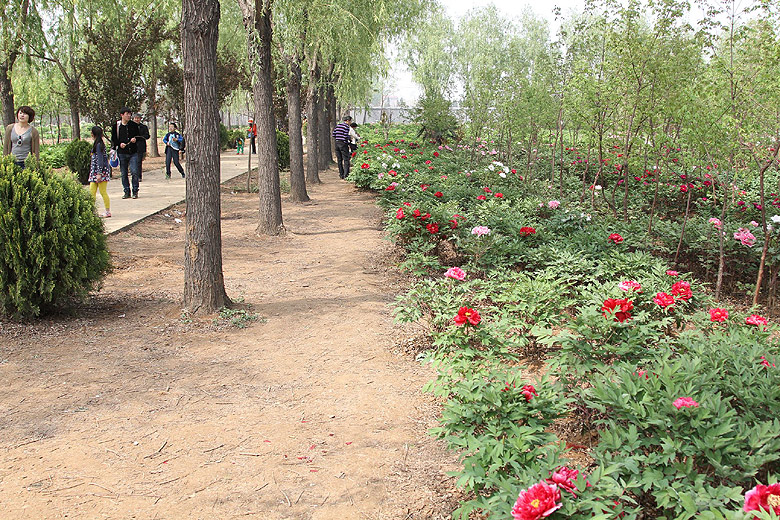 Лоян, Национальный Сад Пионов (Luoyang, Luoyang National Peony Garden)