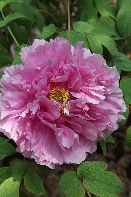 Лоян, Национальный Сад Пионов (Luoyang, Luoyang National Peony Garden)