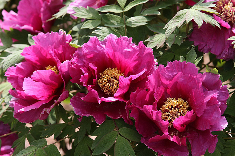Лоян, Национальный Сад Пионов (Luoyang, Luoyang National Peony Garden)