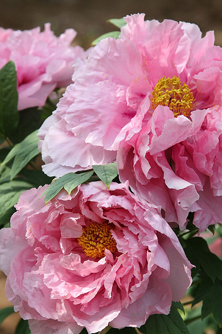 Лоян, Национальный Сад Пионов (Luoyang, Luoyang National Peony Garden)