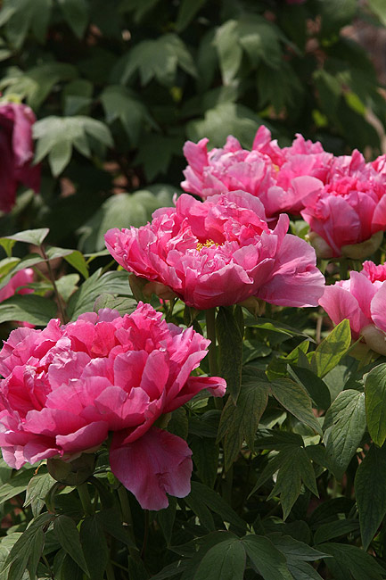 Лоян, Национальный Сад Пионов (Luoyang, Luoyang National Peony Garden)
