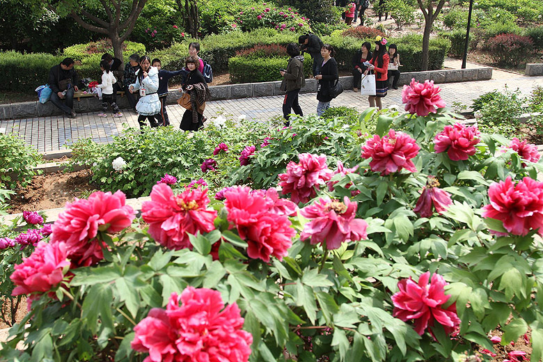 Лоян, Национальный Сад Пионов (Luoyang, Luoyang National Peony Garden)
