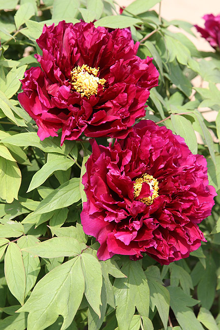 Лоян, Национальный Сад Пионов (Luoyang, Luoyang National Peony Garden)