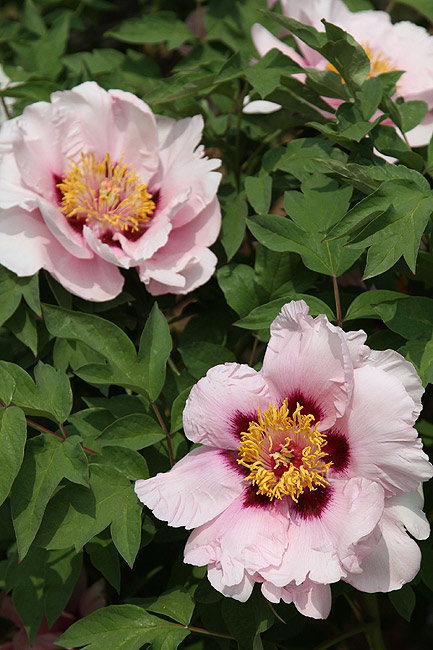 Лоян, Национальный Сад Пионов (Luoyang, Luoyang National Peony Garden)