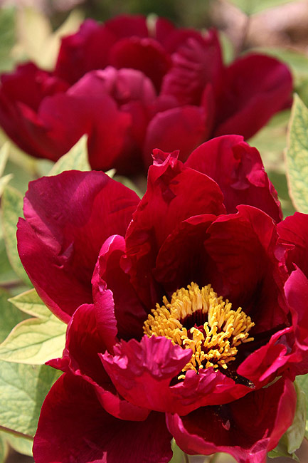 Лоян, Национальный Сад Пионов (Luoyang, Luoyang National Peony Garden)