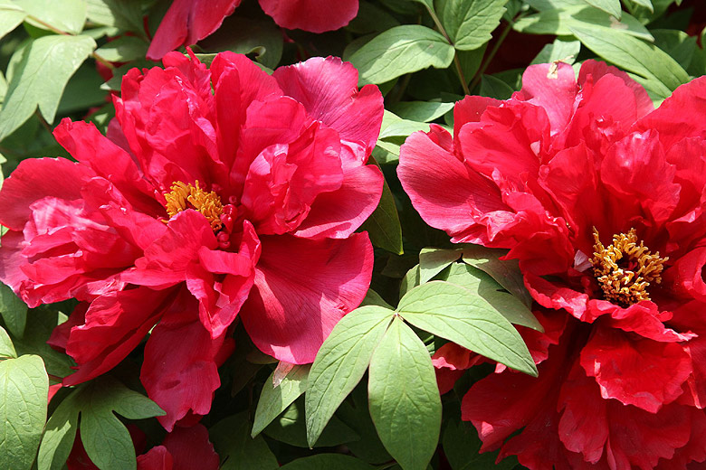Лоян, Национальный Сад Пионов (Luoyang, Luoyang National Peony Garden)
