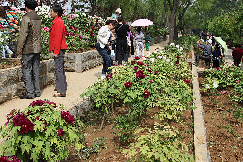 Лоян, Национальный Сад Пионов (Luoyang, Luoyang National Peony Garden)