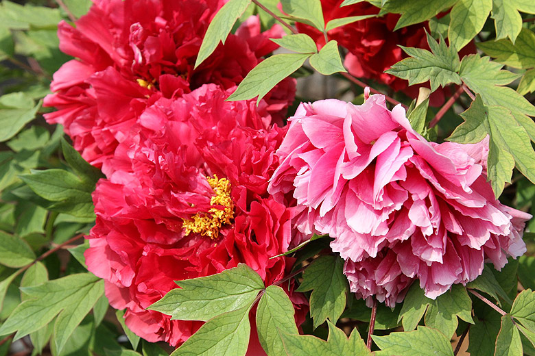 Лоян, Национальный Сад Пионов (Luoyang, Luoyang National Peony Garden)