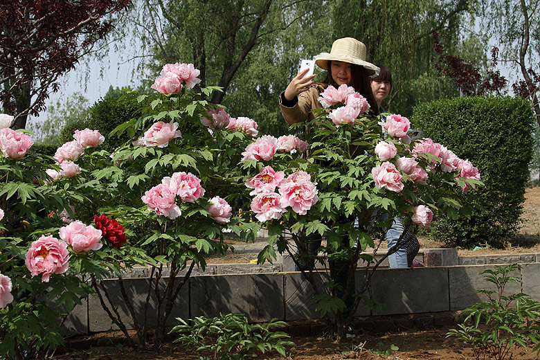 Лоян, Национальный Сад Пионов (Luoyang, Luoyang National Peony Garden)