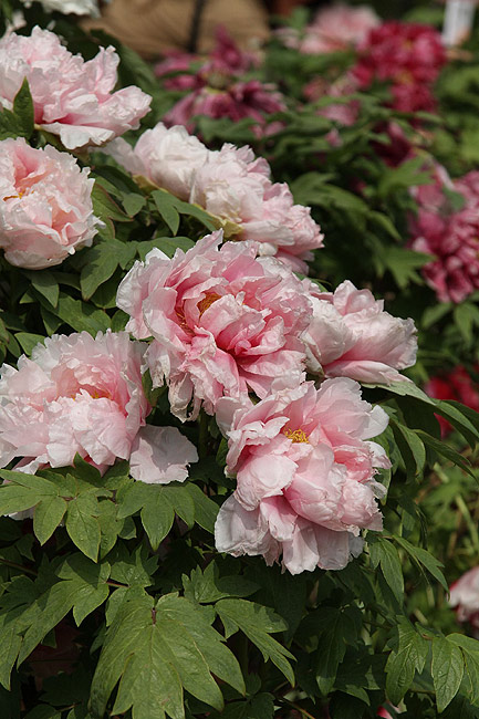 Лоян, Национальный Сад Пионов (Luoyang, Luoyang National Peony Garden)